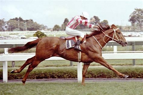 manikato horse.